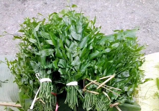 Rau Ngót Rừng (rau Sắng): Bí Quyết Nhận Diện Loại Đặc Sản "mì Chính Của Rừng"