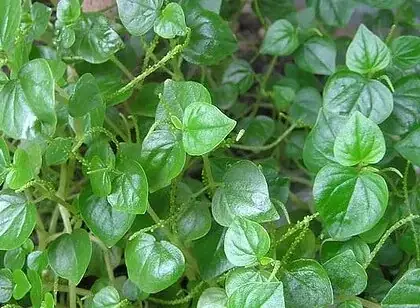 Hình Ảnh Rau Càng Cua: Cẩm Nang Toàn Tập Về Loại "thần Dược" Mọc Dại Hình Ảnh Rau Càng Cua: Cẩm Nang Toàn Tập Về Loại "thần Dược" Mọc Dại