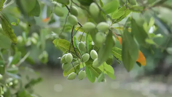 Huong Dan Lam Ruou Ca Na