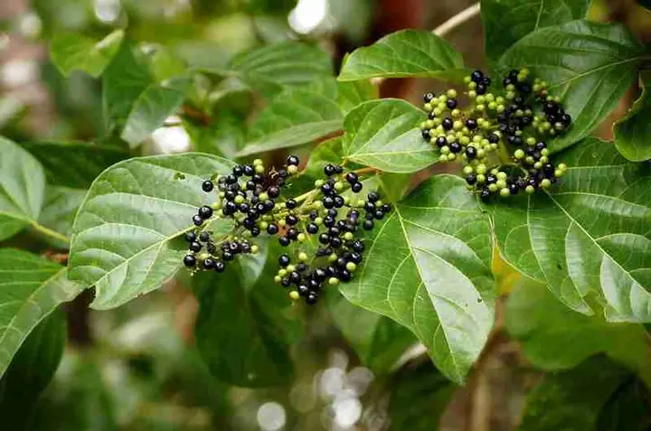 Lá Cách: Điểm Nhấn Hương Vị Cho Món Ăn Dân Gian