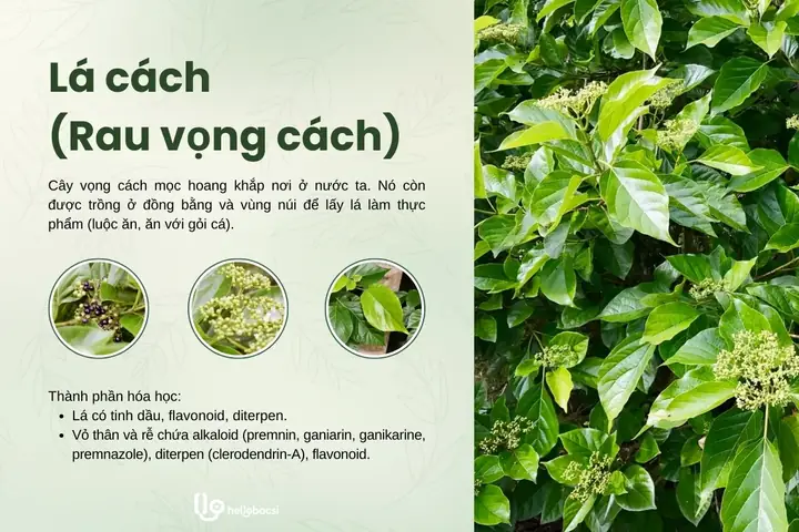 Lá Cách: Điểm Nhấn Hương Vị Cho Món Ăn Dân Gian