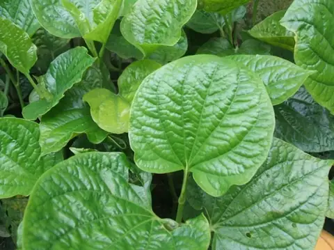 Lá Lốt Ăn Sống Được Không? Hướng Dẫn Chi Tiết Từ Chuyên Gia