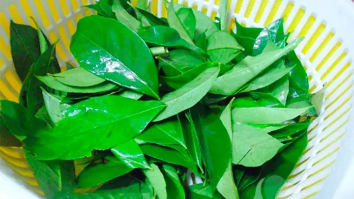 Lá Mắc Mật Có Tác Dụng Gì Lá Mắc Mật Có Tác Dụng Gì
