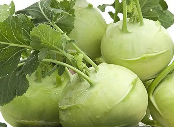 Lá Su Hào Ăn Được Không? Bí Quyết Chế Biến Lá Su Hào Ngon Và Bổ Dưỡng Lá Su Hào Ăn Được Không? Bí Quyết Chế Biến Lá Su Hào Ngon Và Bổ Dưỡng