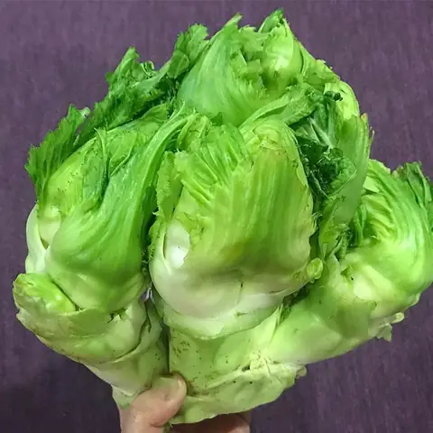 Món Mầm Đá Là Gì Món Mầm Đá Là Gì