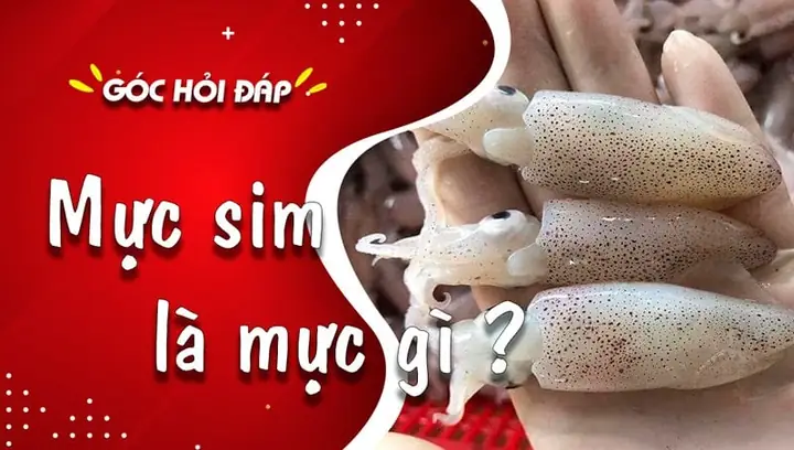 Mực Sim Là Gì? Tổng Hợp Từ Đặc Điến Đến Món Ngon & Giá Tham Khảo Mực Sim Là Gì? Tổng Hợp Từ Đặc Điến Đến Món Ngon & Giá Tham Khảo