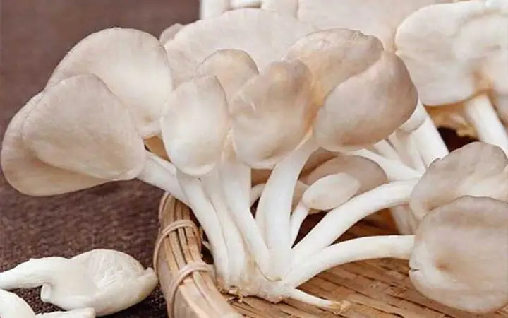Nấm Bào Ngư Và Nấm Sò: Bí Quyết Phân Biệt Và Ứng Dụng Tối Ưu Trong Bếp Nấm Bào Ngư Và Nấm Sò: Bí Quyết Phân Biệt Và Ứng Dụng Tối Ưu Trong Bếp