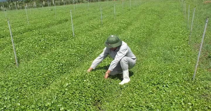 Review Chi Tiết Nước Rau Má Đóng Chai Th True Herbal: Lợi Ích Thực Tế Có Đáng Tiền? Review Chi Tiết Nước Rau Má Đóng Chai Th True Herbal: Lợi Ích Thực Tế Có Đáng Tiền?