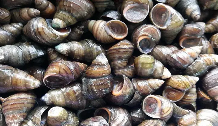 Ốc Vặn Là Gì? Cách Chế Biến 7 Món Ngon Từ Ốc Vặn Tại Nhà Ốc Vặn Là Gì? Cách Chế Biến 7 Món Ngon Từ Ốc Vặn Tại Nhà