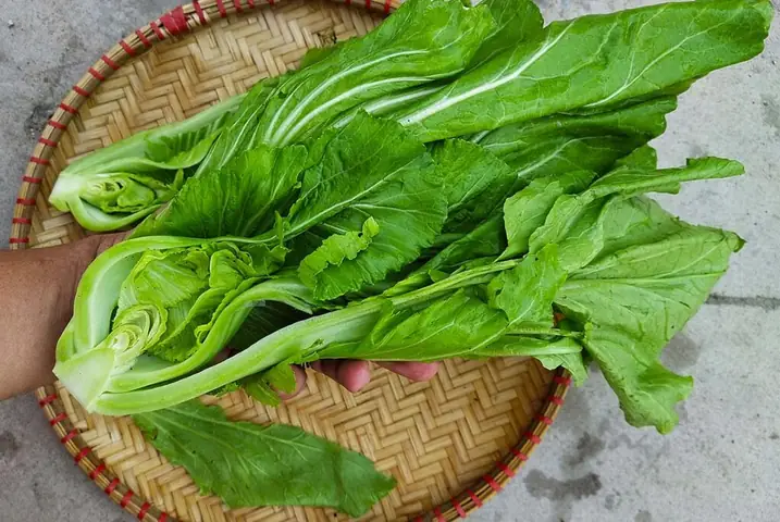 Công Dụng Của Rau Cải Đắng: 7 Lợi Ích Sức Khỏe Bạn Cần Biết Công Dụng Của Rau Cải Đắng: 7 Lợi Ích Sức Khỏe Bạn Cần Biết