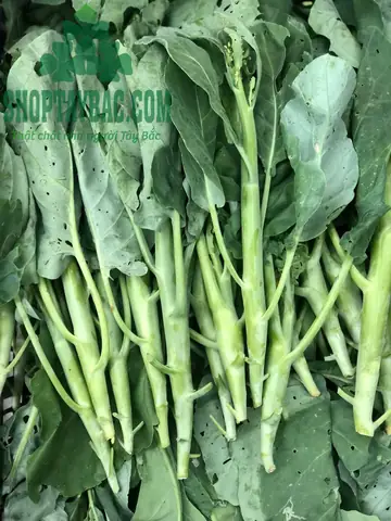 Cải Ngồng Lạng Sơn - Bí Quyết Chọn Mua Và Chế Biến Món Ngon Cải Ngồng Lạng Sơn - Bí Quyết Chọn Mua Và Chế Biến Món Ngon