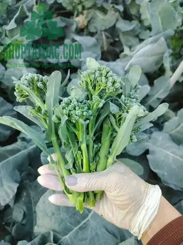 Cải Ngồng Lạng Sơn - Bí Quyết Chọn Mua Và Chế Biến Món Ngon Cải Ngồng Lạng Sơn - Bí Quyết Chọn Mua Và Chế Biến Món Ngon