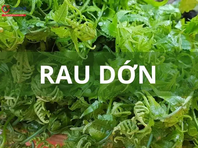 Rau Dớn Và Dương Xỉ: Bí Quyết Phân Biệt, Công Dụng Và Lưu Ý Khi Sử Dụng Rau Dớn Và Dương Xỉ: Bí Quyết Phân Biệt, Công Dụng Và Lưu Ý Khi Sử Dụng