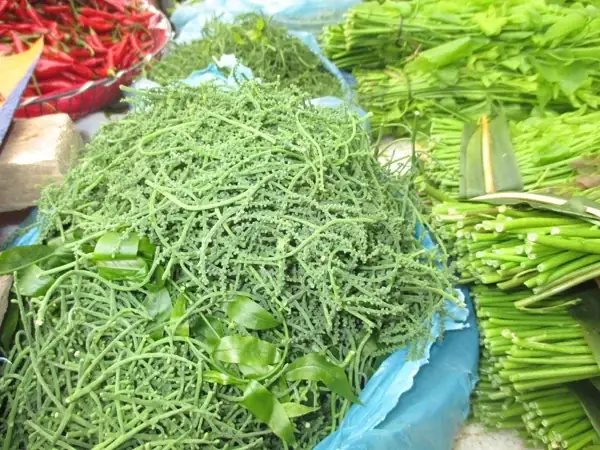 Top 5 Địa Chỉ Mua Và Thưởng Thức Rau Ngót Rừng Cao Bằng Chuẩn Vị Top 5 Địa Chỉ Mua Và Thưởng Thức Rau Ngót Rừng Cao Bằng Chuẩn Vị