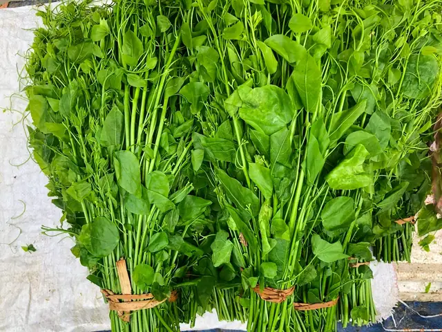 Top 5 Địa Chỉ Mua Và Thưởng Thức Rau Ngót Rừng Cao Bằng Chuẩn Vị Top 5 Địa Chỉ Mua Và Thưởng Thức Rau Ngót Rừng Cao Bằng Chuẩn Vị