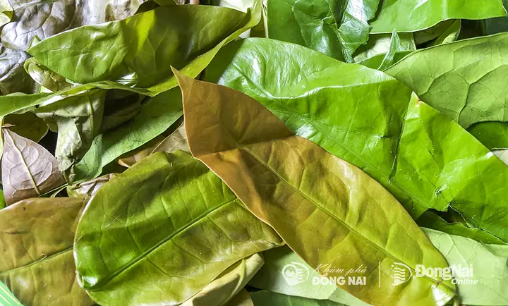 Rau Nhíp: Bí Quyết Sức Khỏe Và Hương Vị Từ Rừng U Tím