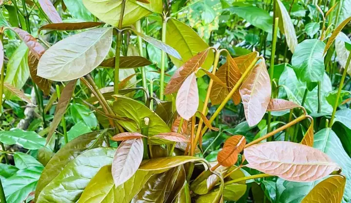 Rau Nhíp: Bí Quyết Sức Khỏe Và Hương Vị Từ Rừng U Tím