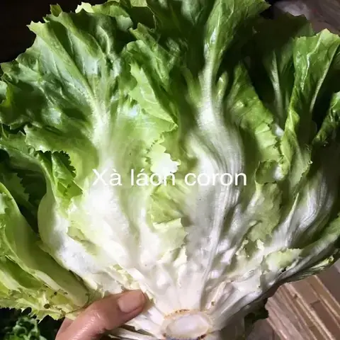 Đánh Giá Chi Tiết Rau Xà Lách Giòn Đà Lạt: Bí Quyết Chọn Mua, Bảo Quản & Ứng Dụng Vào Bếp Đánh Giá Chi Tiết Rau Xà Lách Giòn Đà Lạt: Bí Quyết Chọn Mua, Bảo Quản & Ứng Dụng Vào Bếp