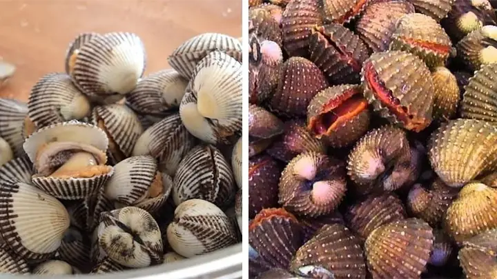 Sò Gạo Và Sò Huyết Sò Gạo Và Sò Huyết