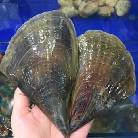 Sò Mai Tiếng Anh Là Gì