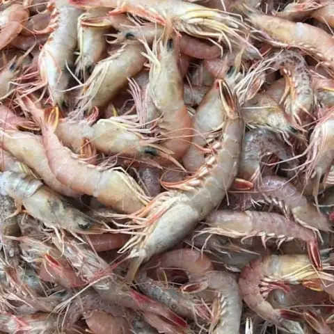 Tôm Sắt Là Tôm Gì? Cẩm Nang Chi Tiết Về Loại Hải Sản Ngọt Thịt Nhất Tôm Sắt Là Tôm Gì? Cẩm Nang Chi Tiết Về Loại Hải Sản Ngọt Thịt Nhất
