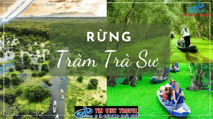 Trà Sâm Thốt Nốt Mua Ở Đâu Trà Sâm Thốt Nốt Mua Ở Đâu
