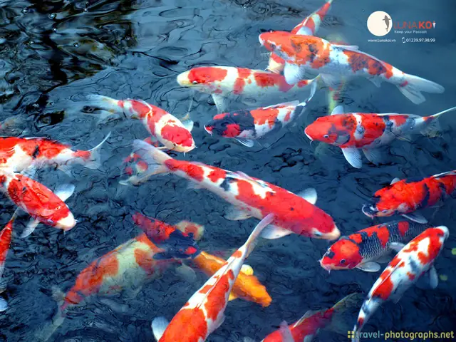 Ảnh Cá Koi Đẹp
