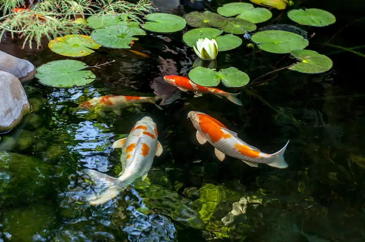 Ảnh Cá Koi Đẹp