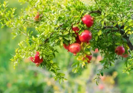 Bà Bầu An Lựu Có Nên An Hạt Không