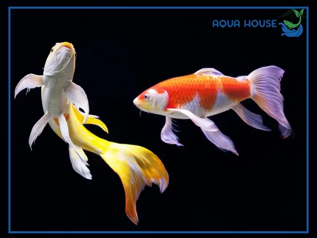 Bảng Giá Cá Koi