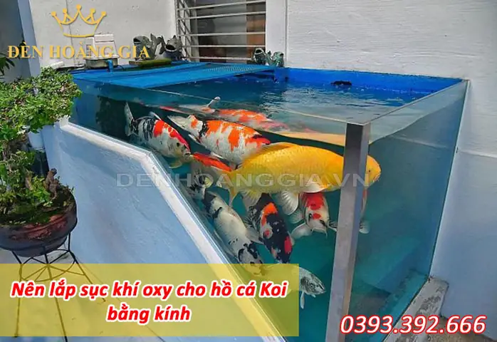 Bể Cá Koi Bằng Kính Bể Cá Koi Bằng Kính