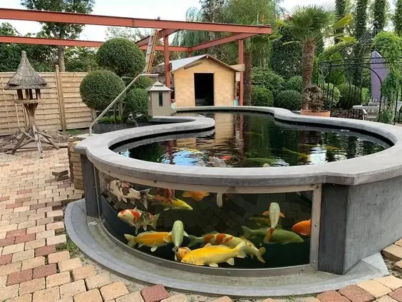 Bể Cá Koi Bằng Kính Bể Cá Koi Bằng Kính