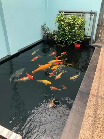 Bể Cá Koi Hiện Đại Bể Cá Koi Hiện Đại