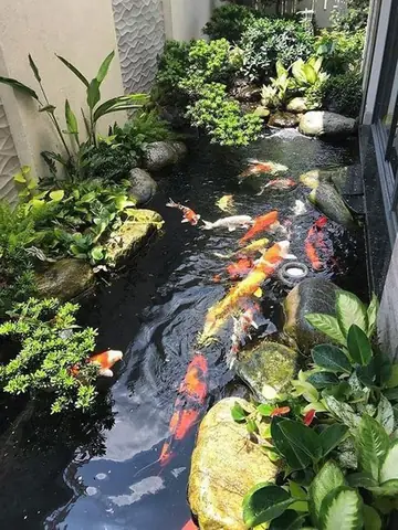 Bể Cá Koi Mini Trong Nhà