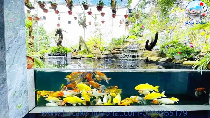 Bể Kính Cá Koi Đẹp Bể Kính Cá Koi Đẹp