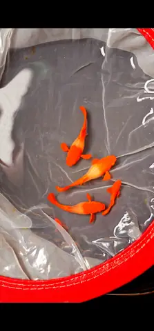 Cá 7 Màu Koi Cá 7 Màu Koi