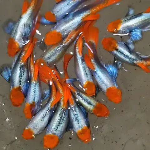 Cá 7 Màu Koi Short Body Cá 7 Màu Koi Short Body