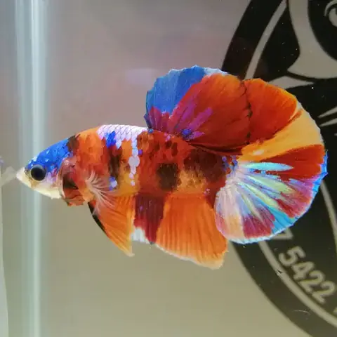Cá Betta Koi Nemo Galaxy