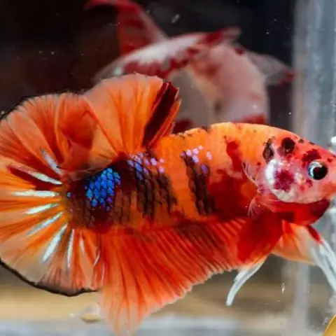 Cá Betta Koi Nemo Galaxy