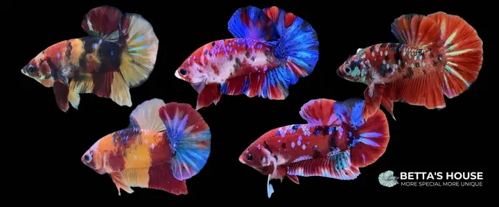 Cá Betta Koi Nemo Galaxy