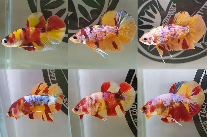 Cá Betta Koi Nemo Galaxy