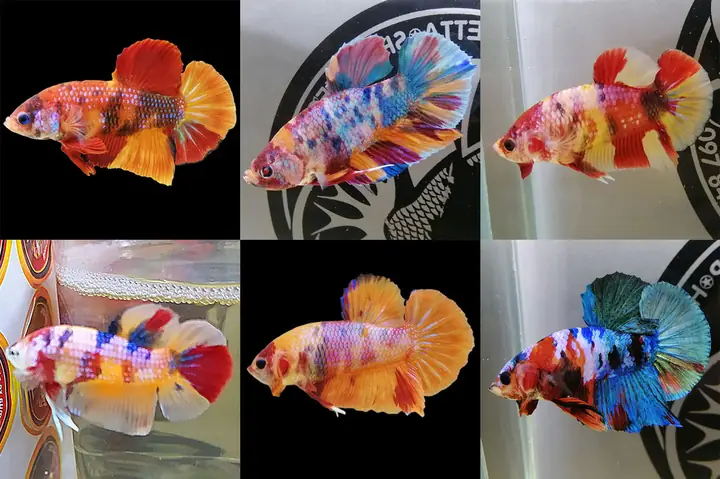 Cá Betta Koi Nemo Galaxy