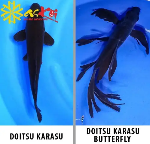 Cá Chép Koi Màu Đen