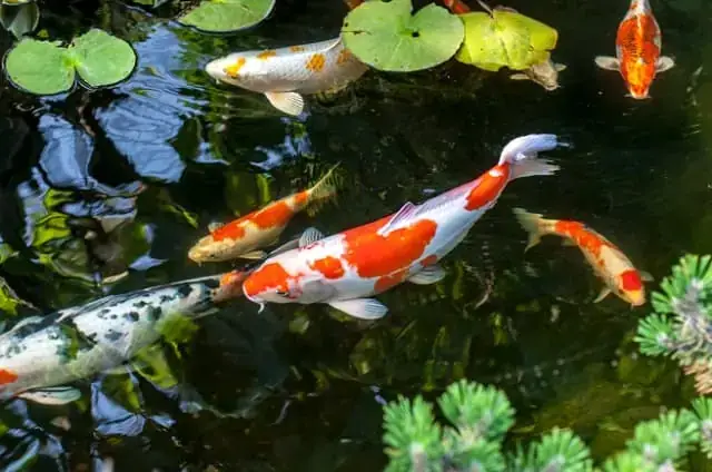 Cá Koi Bao Lâu Thì Đẻ Cá Koi Bao Lâu Thì Đẻ