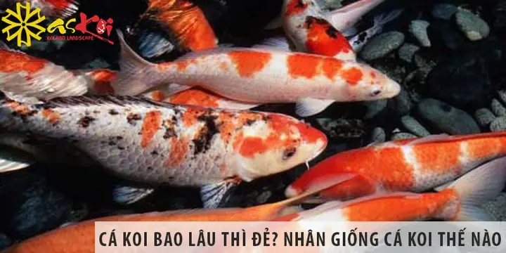 Cá Koi Bao Lâu Thì Đẻ Cá Koi Bao Lâu Thì Đẻ
