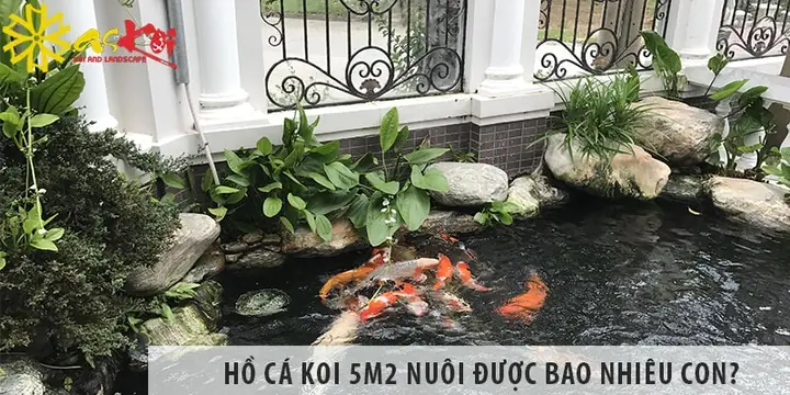 Cá Koi Bao Nhiêu Cá Koi Bao Nhiêu