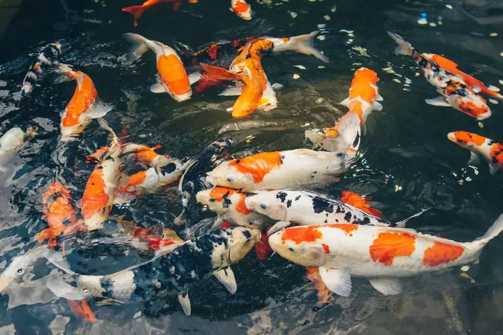 Cá Koi Bao Nhiêu Cá Koi Bao Nhiêu