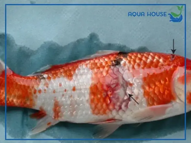 Cá Koi Bị Đỏ Mình