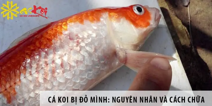 Cá Koi Bị Đỏ Mình