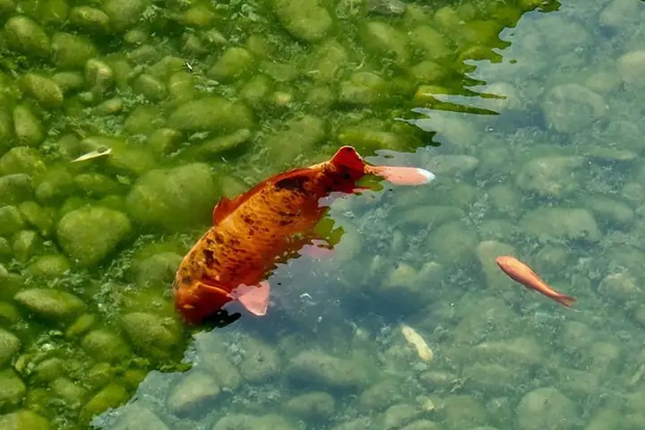 Cá Koi Bị Đỏ Mình